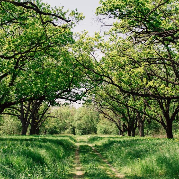 Alpine wilderness landscape